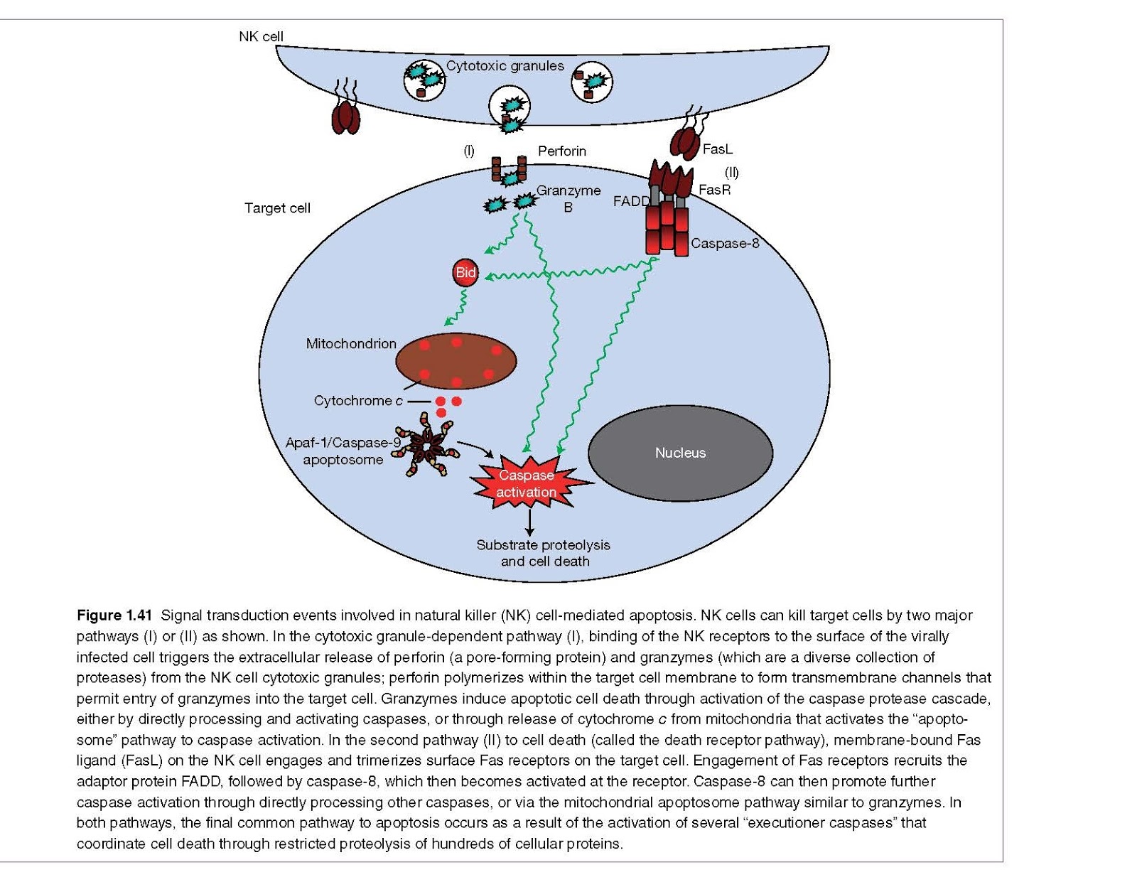 Natural Killer Cells Kill Virally Infected Cells pediagenosis
