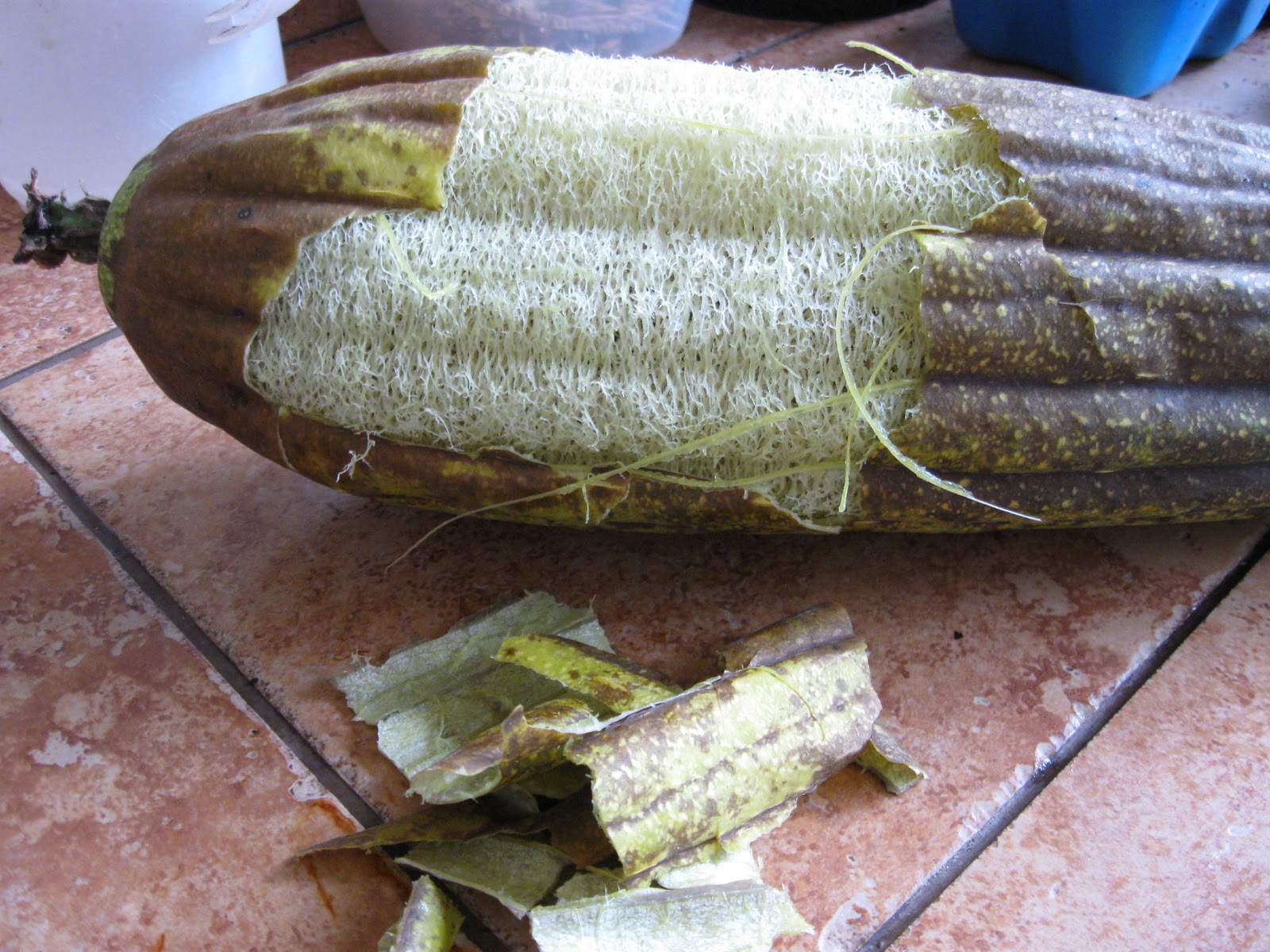 Growing Food in Florida Luffa harvest free sponges