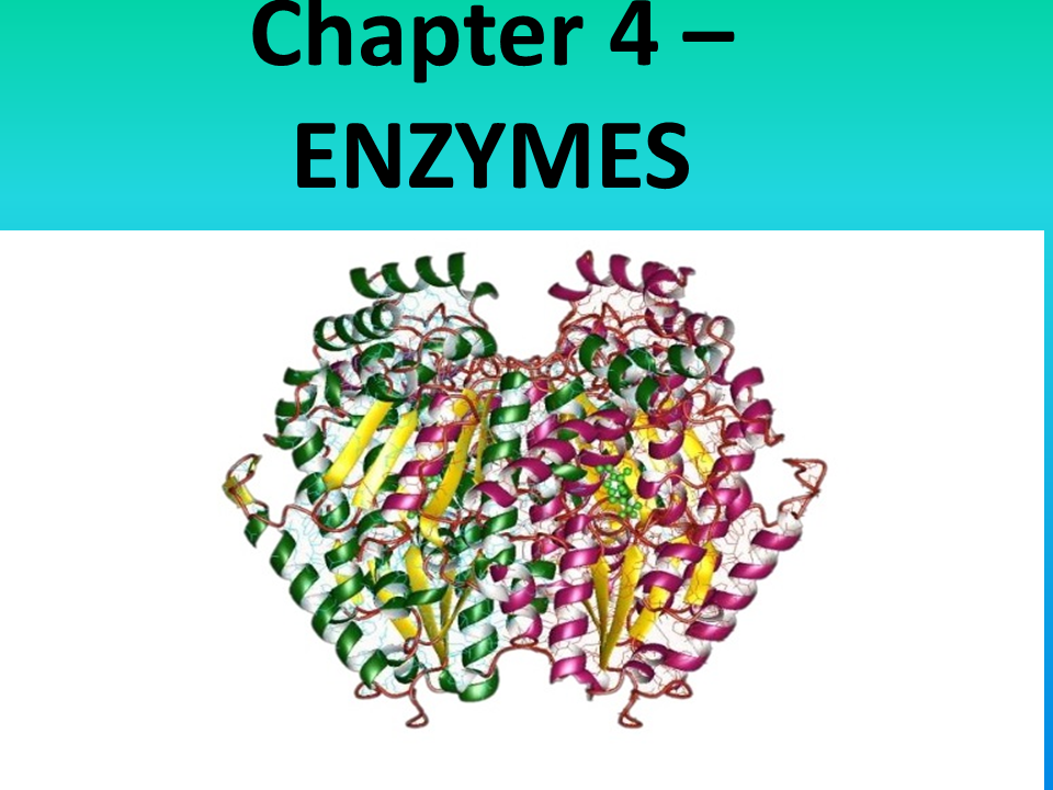 Grade 11: Chapter 4 - ENZYMES