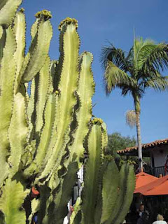 Tall Cactus Plant.