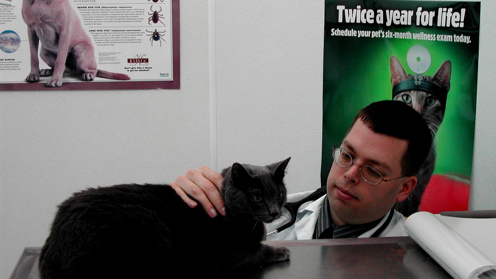 Can Cats Get Parvo From Dogs Cat Choices