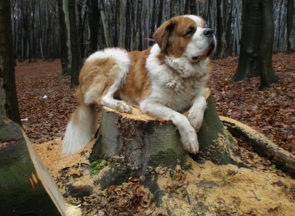 Московская сторожевая собака характеристика породы. Кане корсо собака древний рим. Молосские собаки древнего рима. Сторожевые породы собак немецкая овчарка. Сенбернар и алабай.