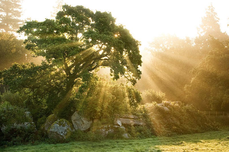 Gambar Pohon Cahaya Matahari Pagi Wallpaper Pemandangan Alam Indah 