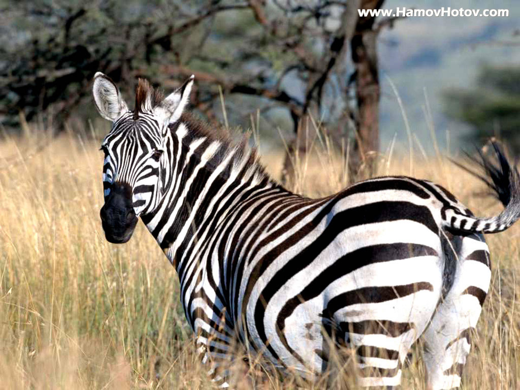 zebra wallpaper zebra wallpaper