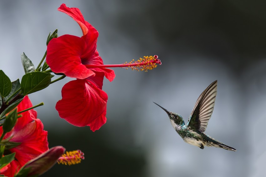 Brown Hummingbird Selective Focus Photography Brown Hummingbird Selective Focus Photography