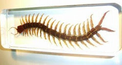 centipede centipedes fear giant told