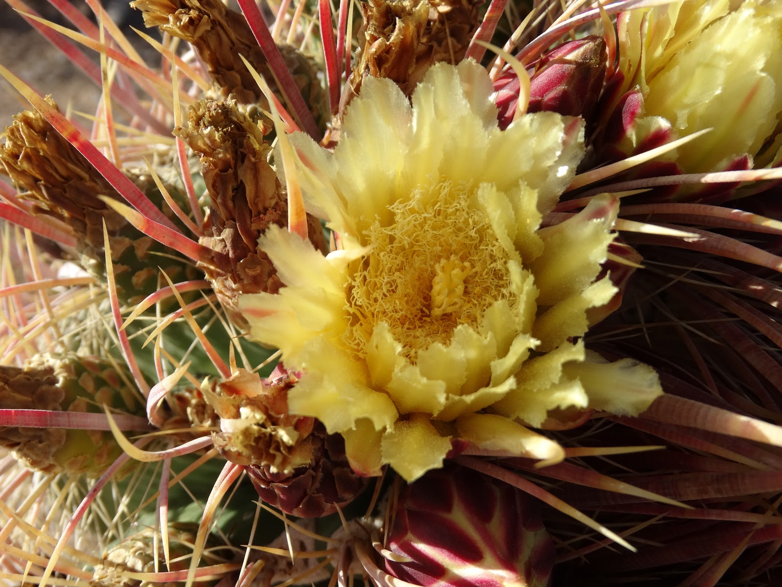 Cactus & Cats McDowell Sonoran Preserve Trails