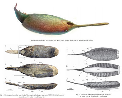 devonian fish Rhegmaspis
