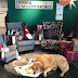 IKEA Lets Strays Sleep In Displays To Stay Warm And Their Pictures Are Heartwarming