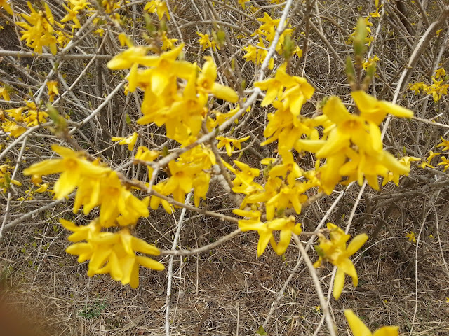 Yellow flowers