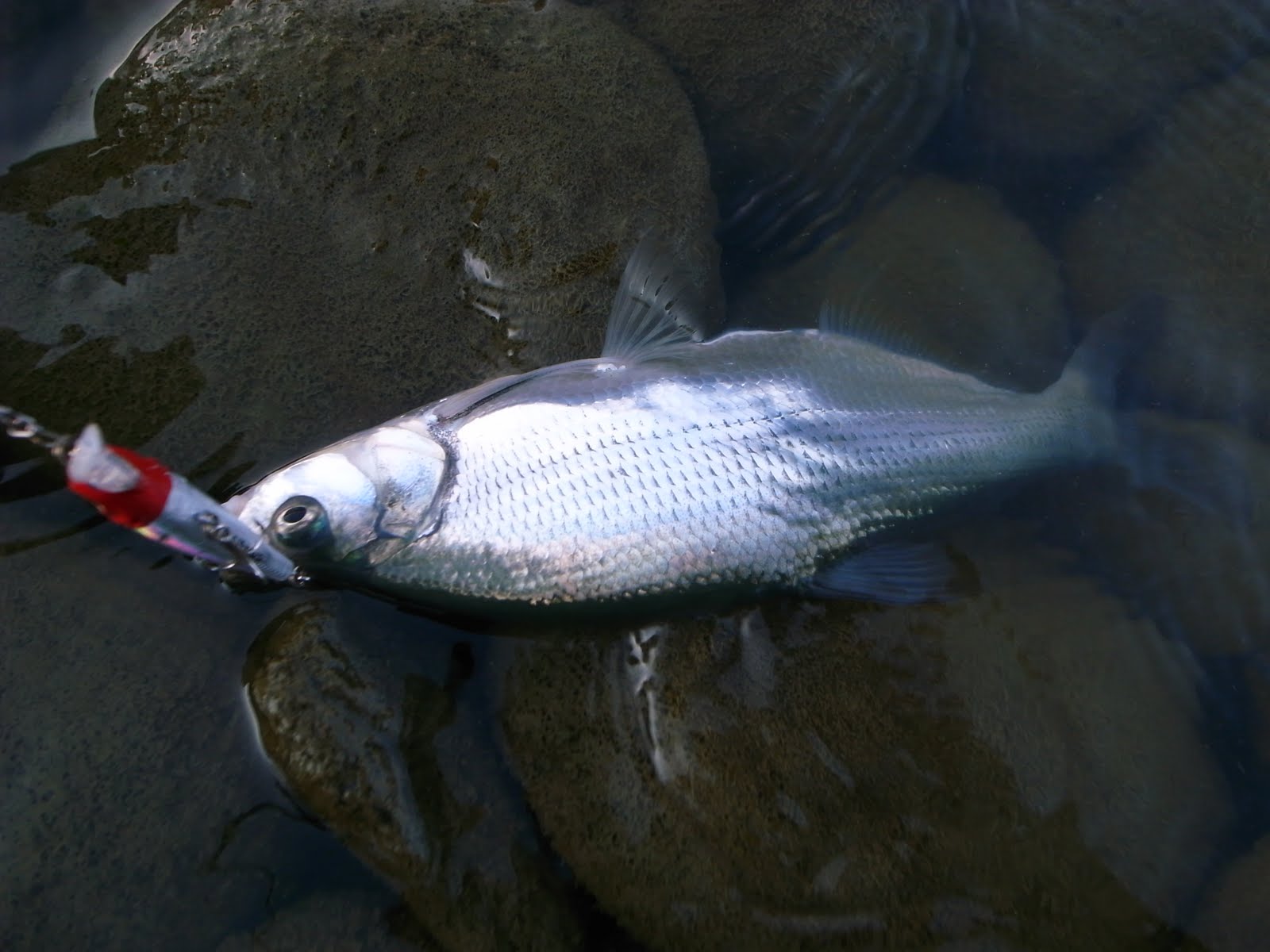 Garden 2 0 今年是怎麼了 靜靜的