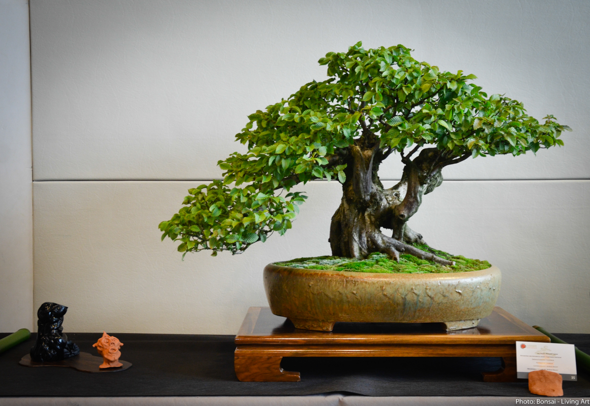 Bonsai Living Art