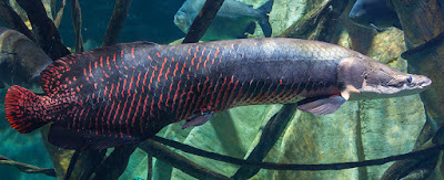 Bentuk Fisik Arapaima Gigas 