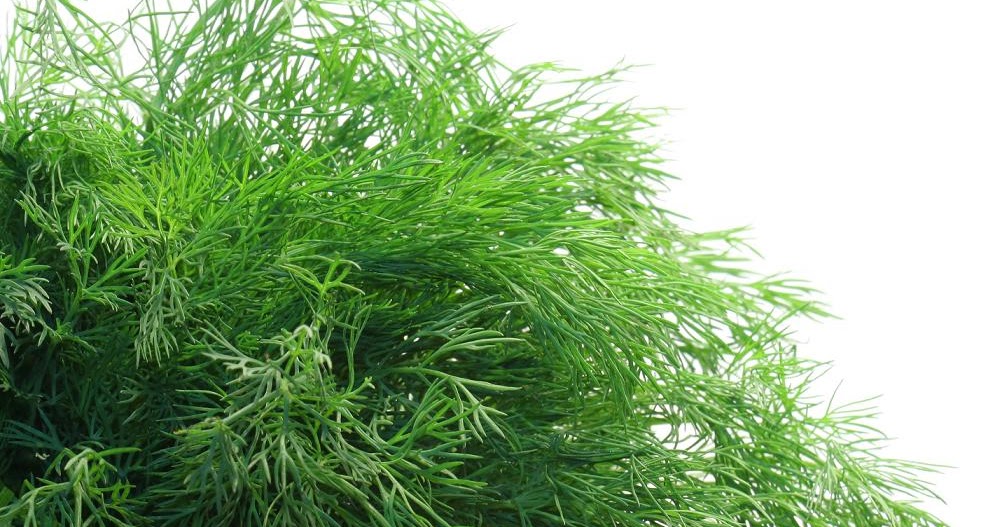 Guia de Temperos Dill ou Endro Menu Criativo