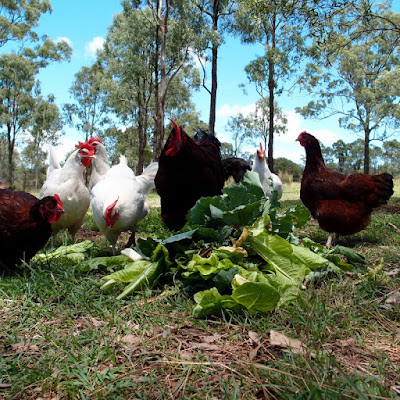 eight acres: what to feed chickens