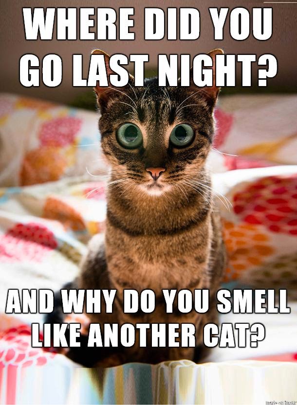 Where did you go last night, and why do you smell like another cat