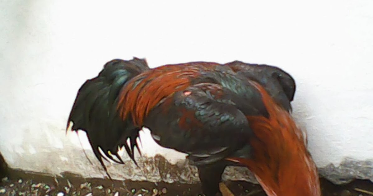 Gambar Meme Ayam / 10 Meme lucu bubur ayam, bikin ketawa sampai lapar