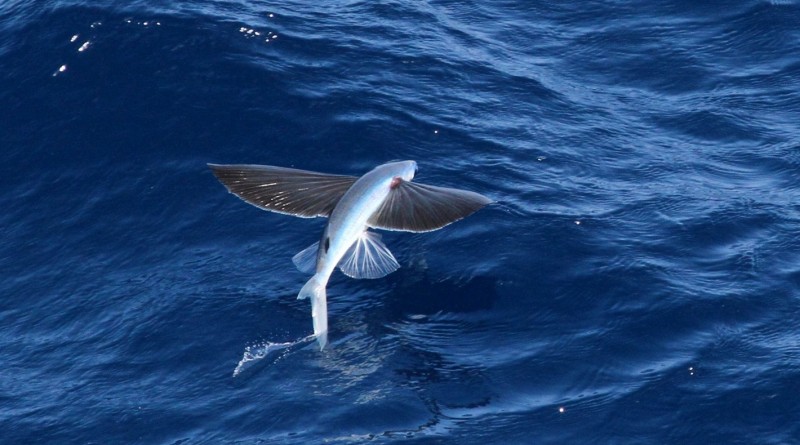  flying-fish-of-oceans