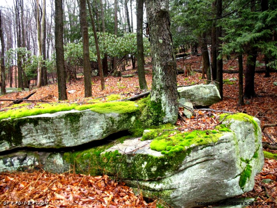 Examples   What Is Primary Succession