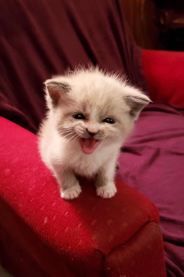 Foster Kitten Smiles In The Cutest Way During A Photoshoot And Takes