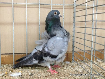 blue barred pigeons