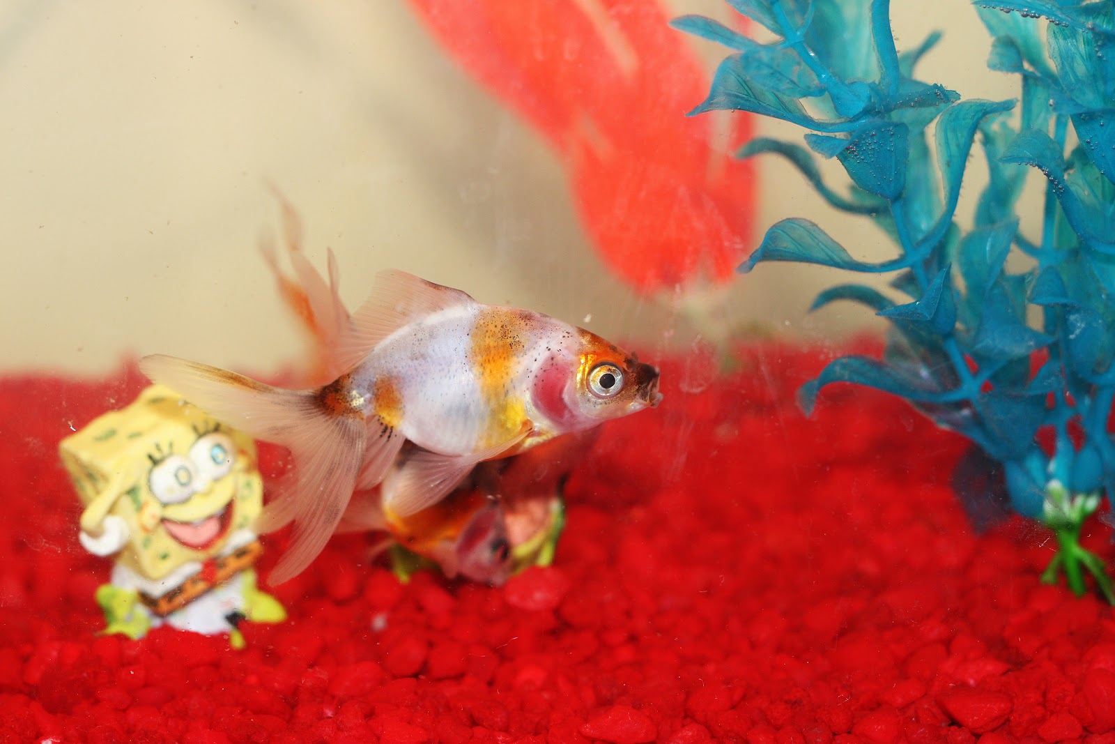 Round The Bend SpongeBob SquarePants!