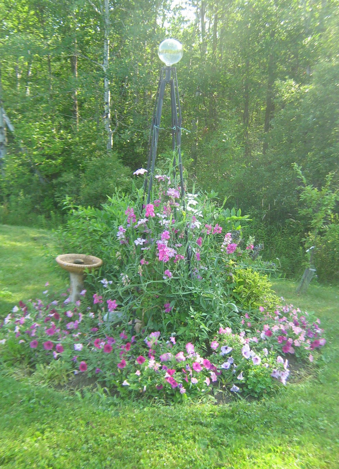 The Musical Gardener Mid Summer Flowers