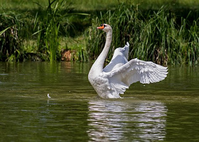 Los Cisnes. Los hermosos patitos feos (Imagenes) - The Swans. The beautiful Ugly ducklings (images)