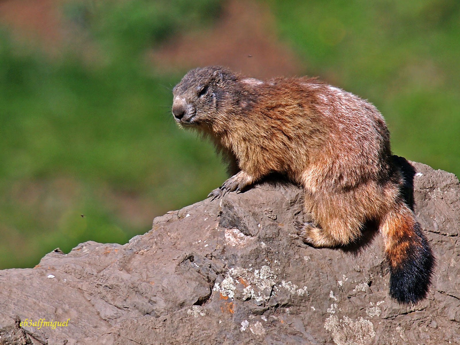 Miguel fotografia Marmota (Marmota marmota)