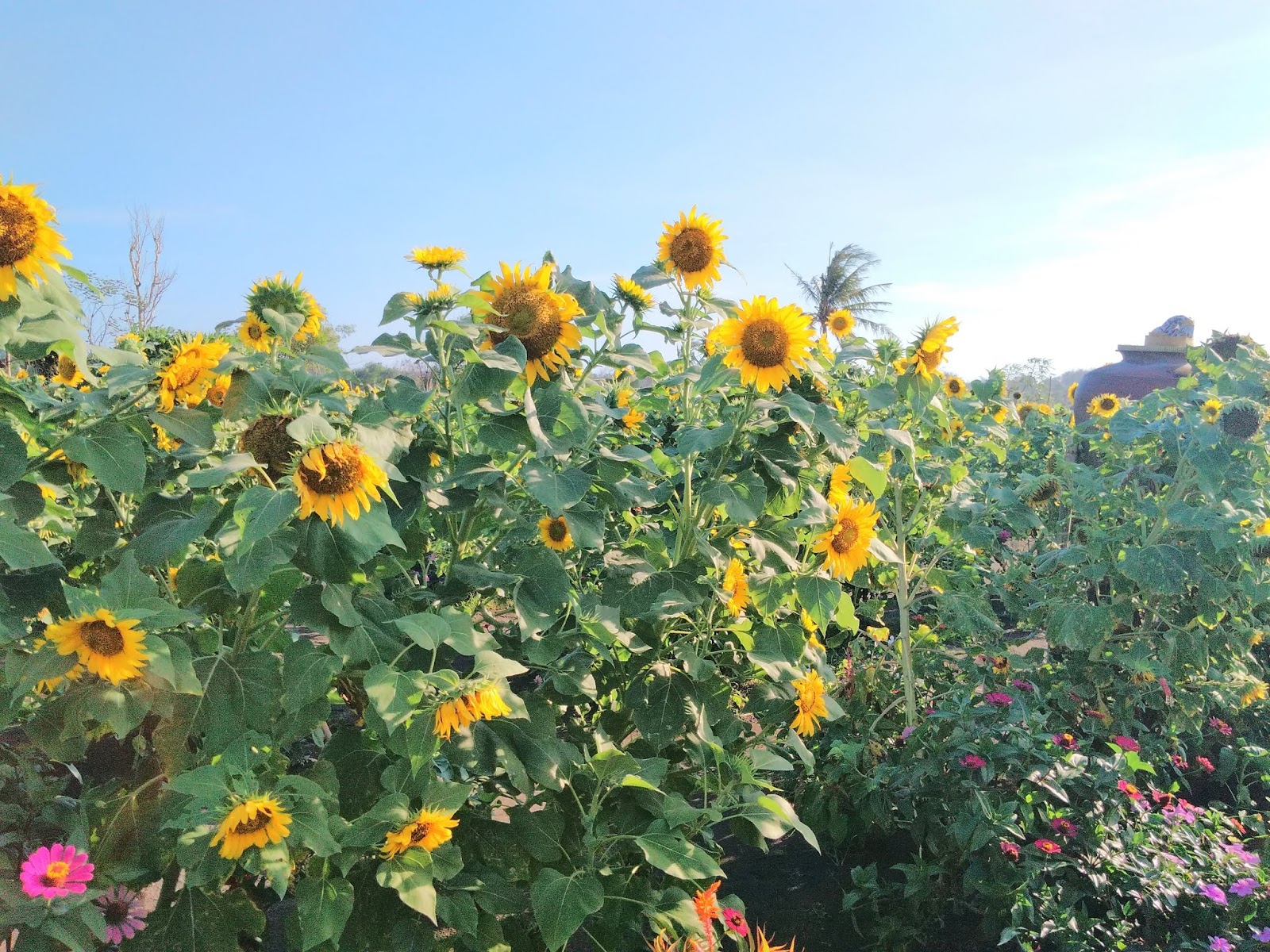 sunflower garden at samas beach