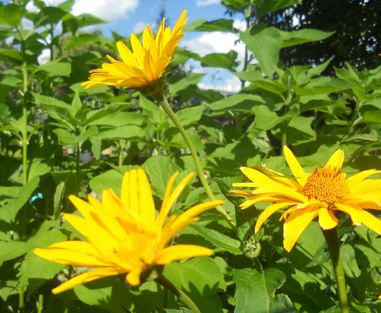Wir trauern gemeinsam Gelbe Blumen bringen Licht und Freude
