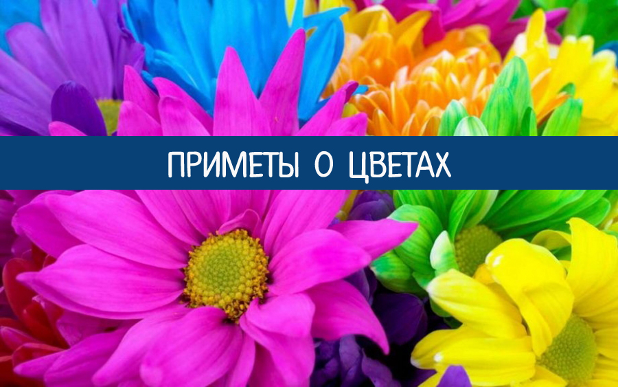 цвет цветов приметы