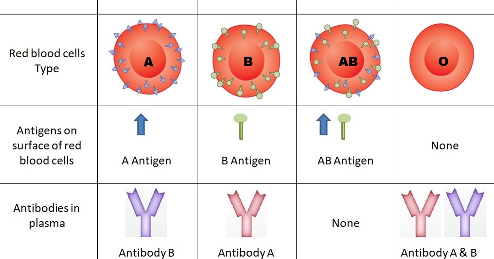 Blood Group and Their Different Type ABO Blood Group Rhesus Blood Group ...