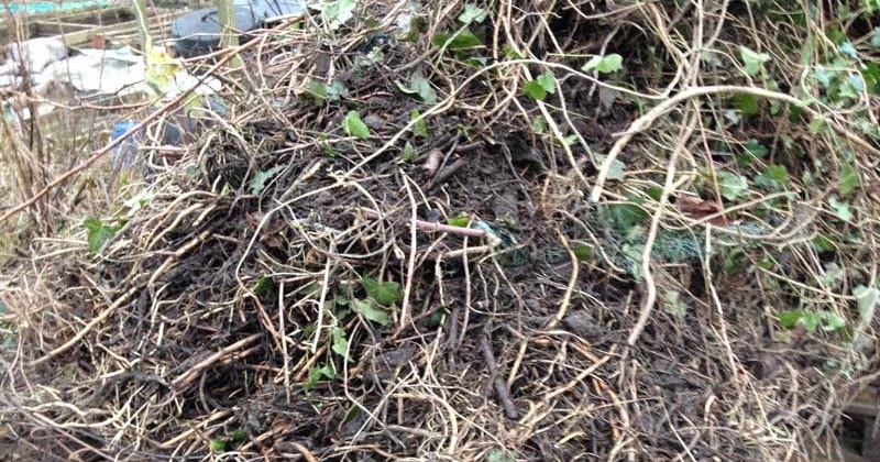 Allotment Garden The Way I Get Rid Of Couch Grass Elymus Repens