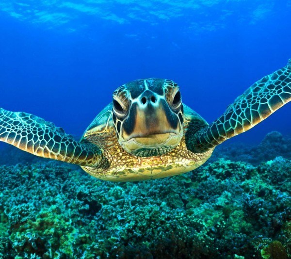 Animales marítimos : Animales marinos