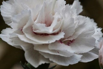 Fleurs de ma terrasse