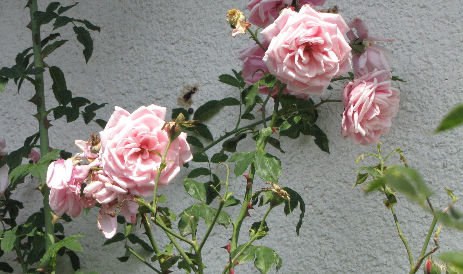 Rothenblog: Rosenblüten in offener Schalenform
