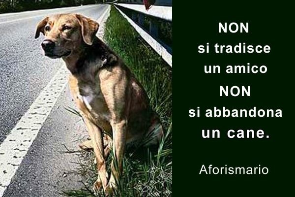 Frasi Bellissime Sui Cani