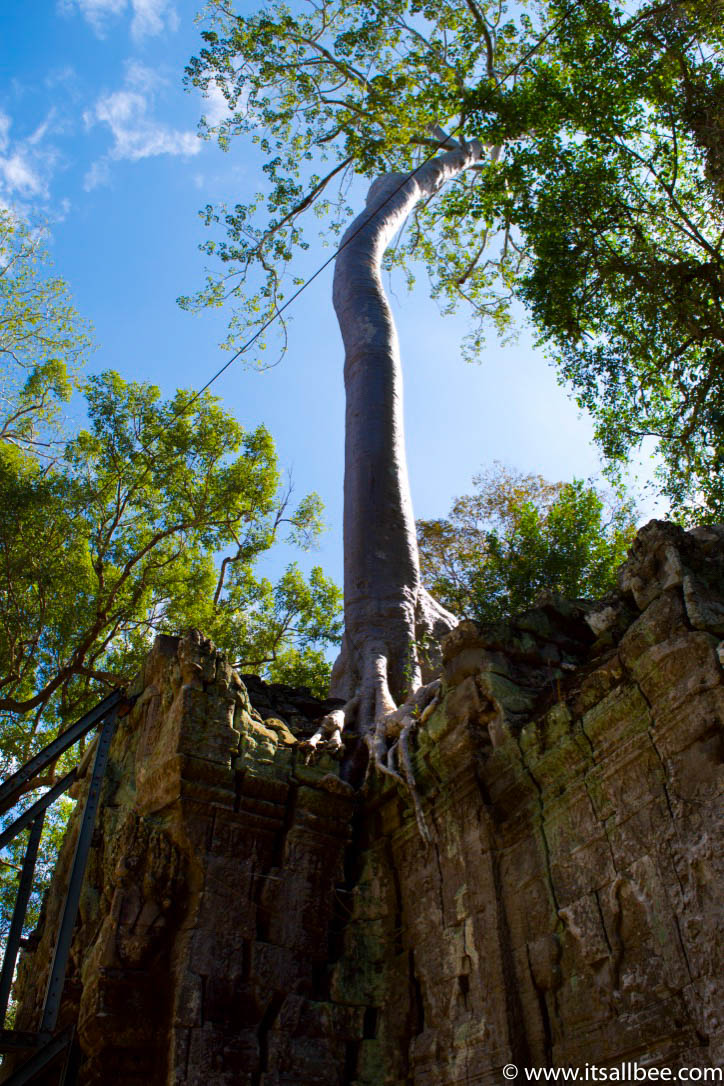 Tips for exploring Ta Prohm, Cambodia's famous temple aka The "Tomb Raider" Temple. Pictures to illustrate why this is a must see temple in Siem Reap. 