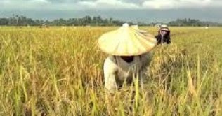 9 Arti Mimpi Sawah Menurut Primbon Jawa Terlengkap Seribu Mimpi