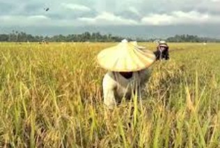 9 Arti Mimpi Sawah Menurut Primbon Jawa Terlengkap Seribu Mimpi