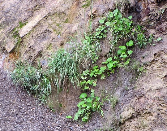 Nieliczna roślinność na ścianie Olzy