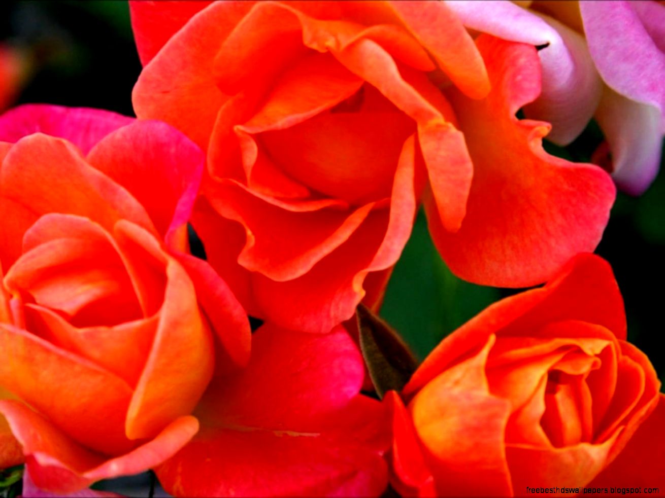 Beautiful Flower Wallpaper   YouTube