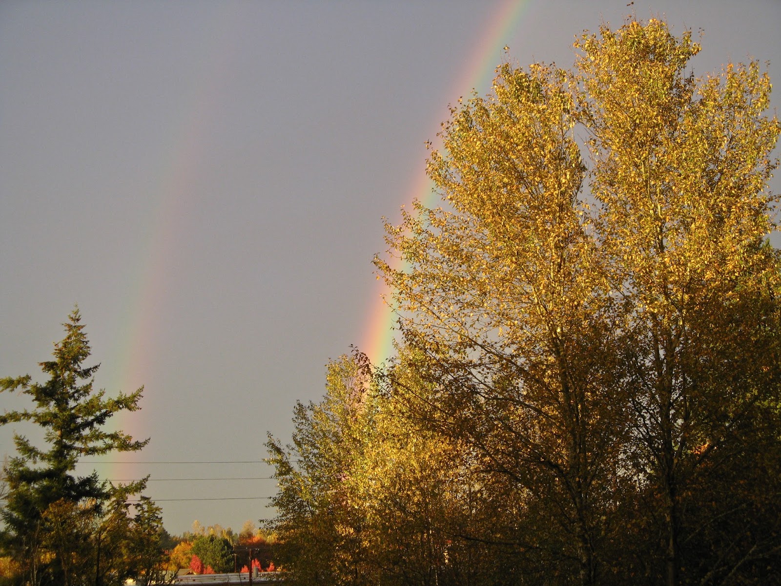 Margy Meanders Pacific Northwest Plants Cottonwood Trees