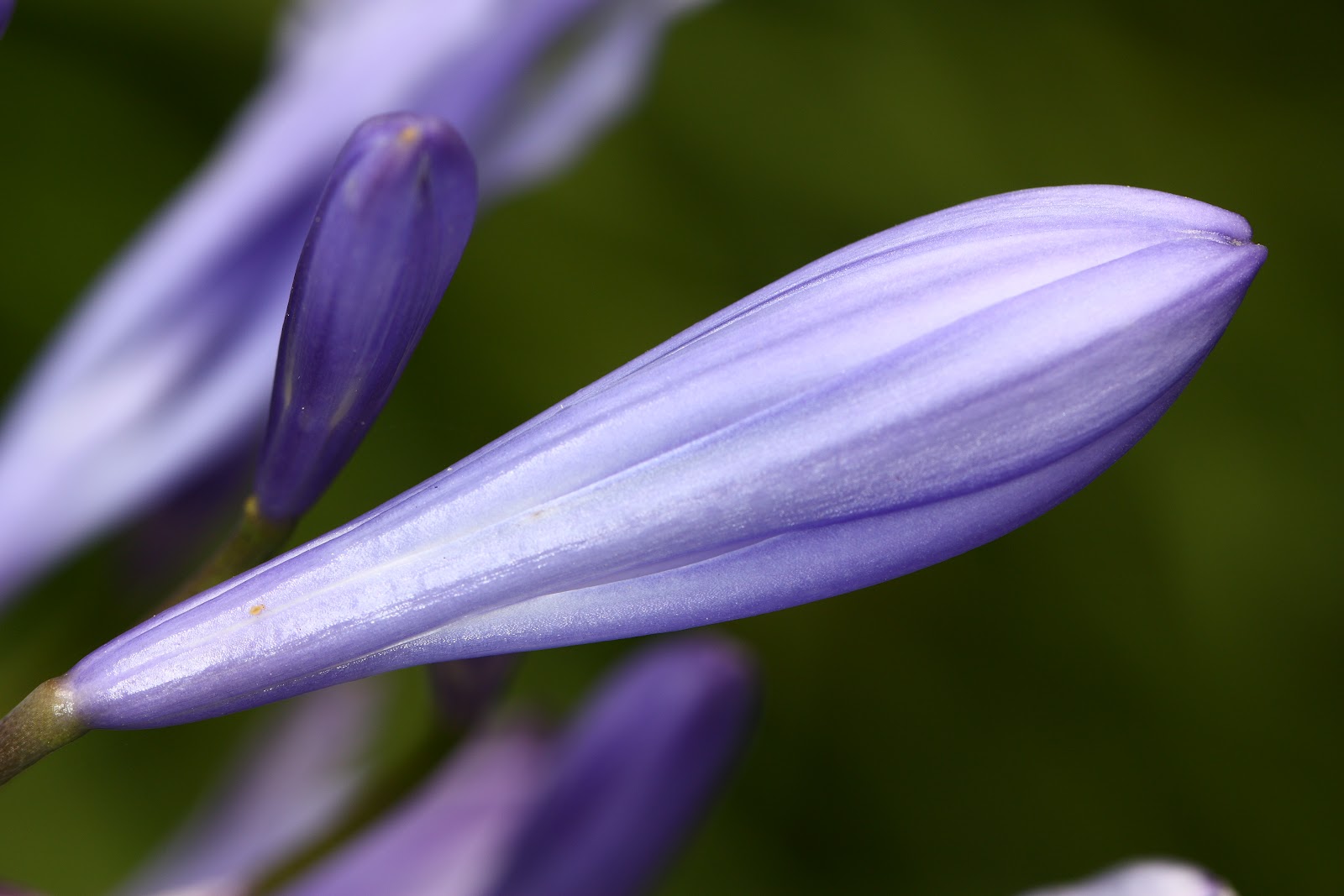 Brian's 365 Challenge Unbloomed Flower