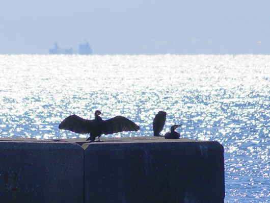 The Temminck's cormorant that basked in sun is relaxing on the breakwater