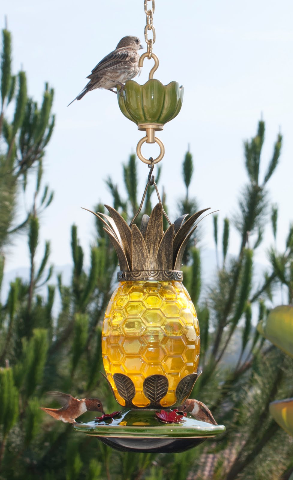 The Backyard Birder Avoid organic sugar when making hummingbird nectar