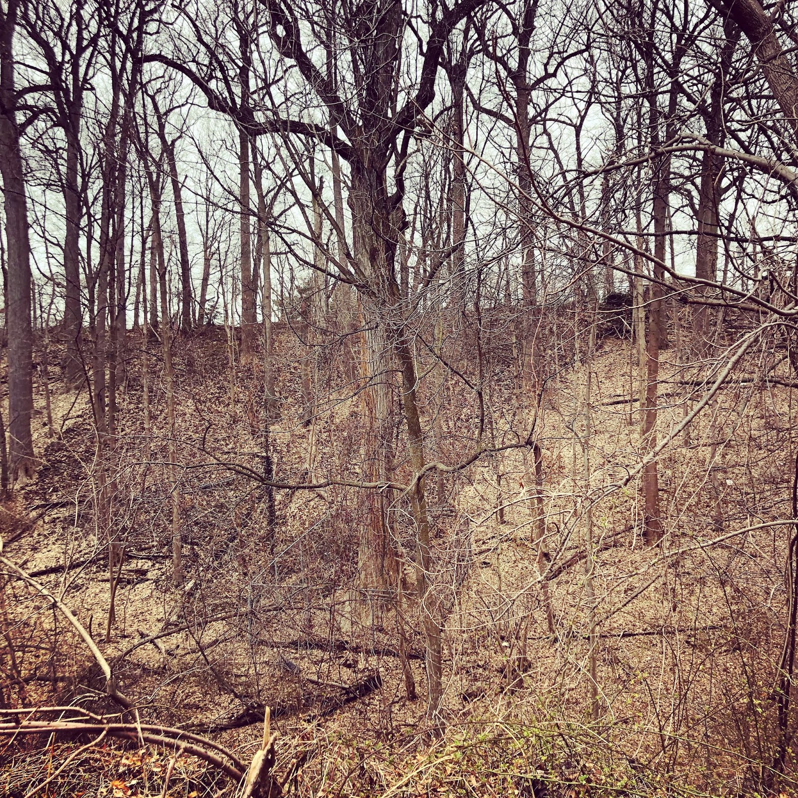 SMELL The Alley Pond Giant, the oldest living organism in New York