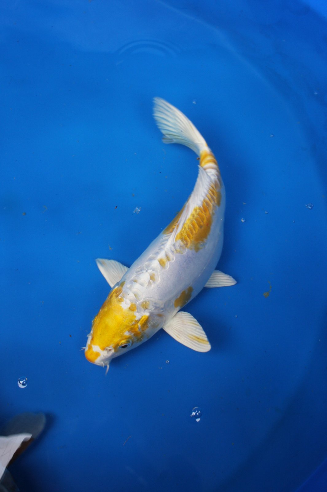 The Blackwater Blog Unique and rare koi for sale Two year olds