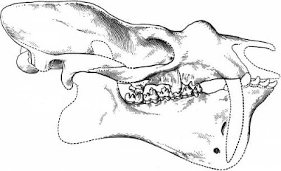 Bathyopsis skull